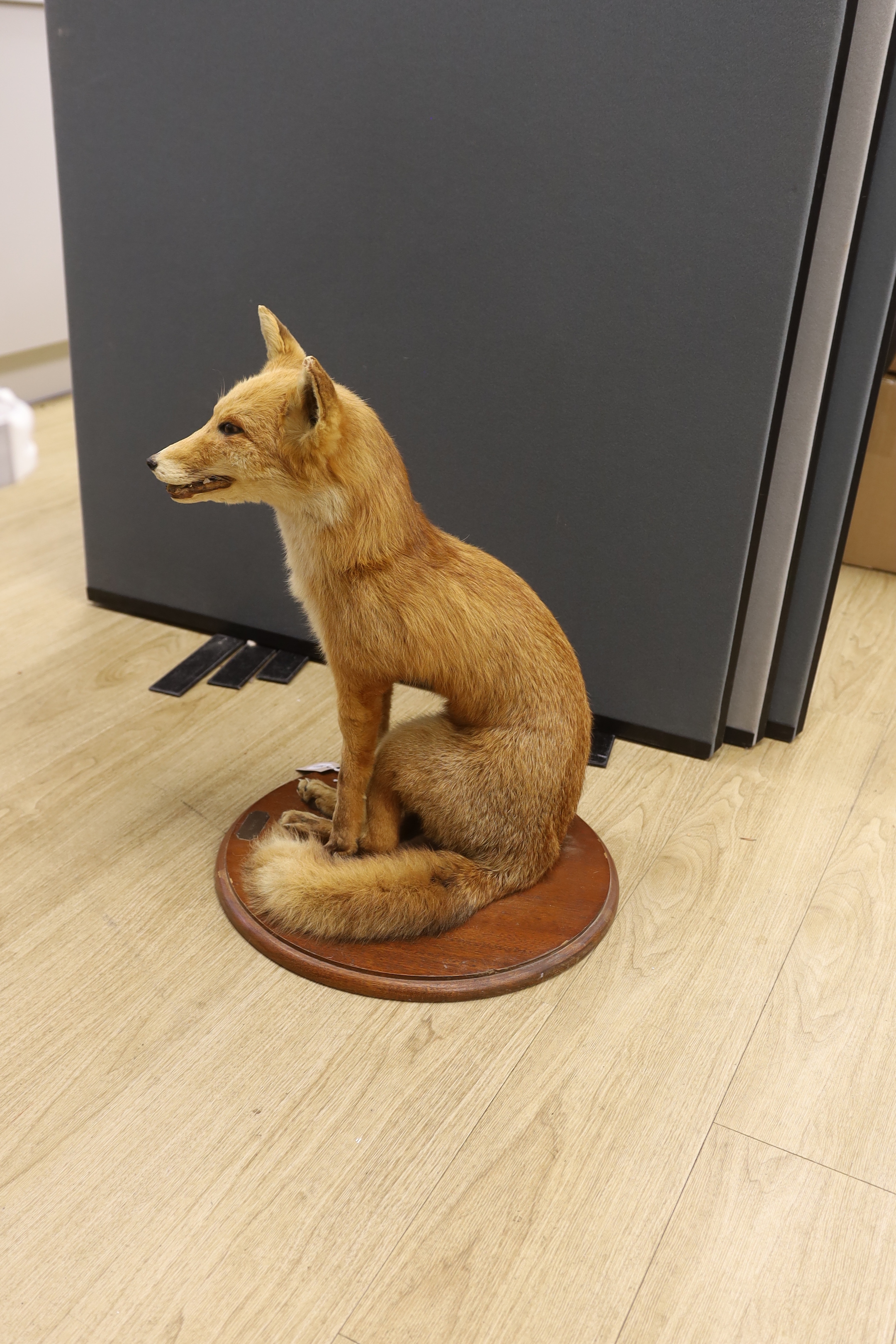 A taxidermic seated fox on circular wood plinth, height 60cm